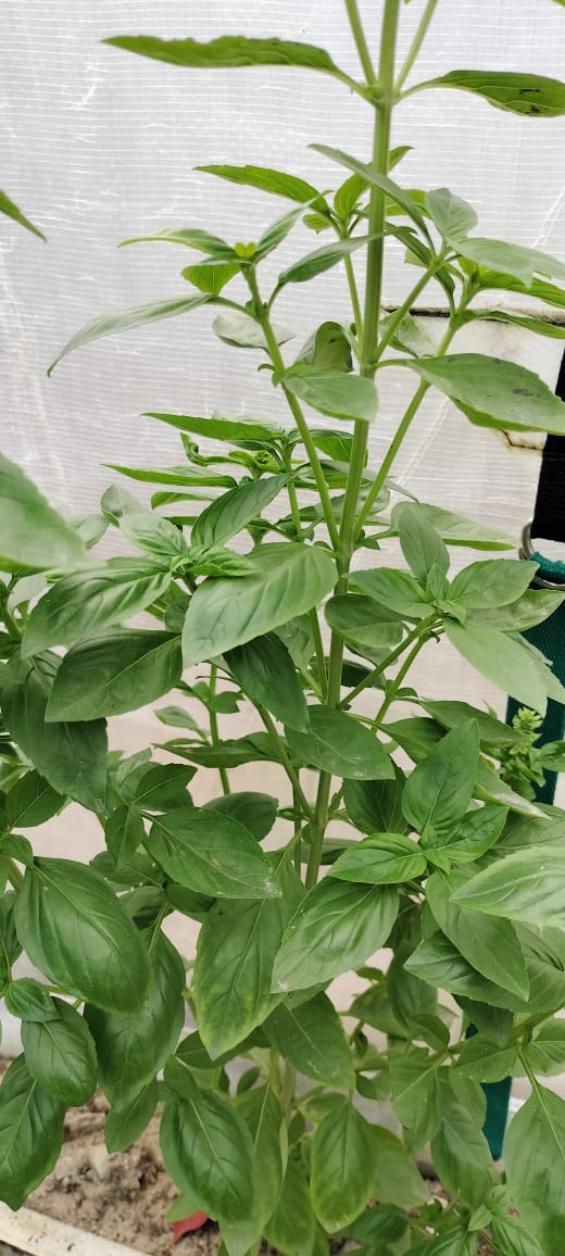 basil