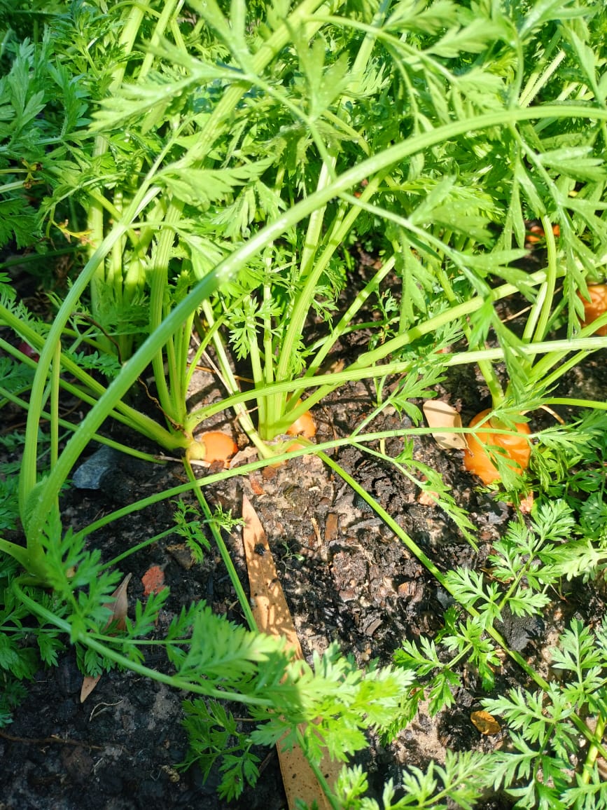 carrots2