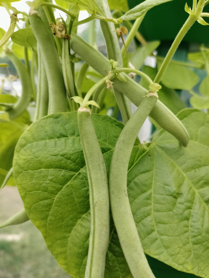 green_beans1