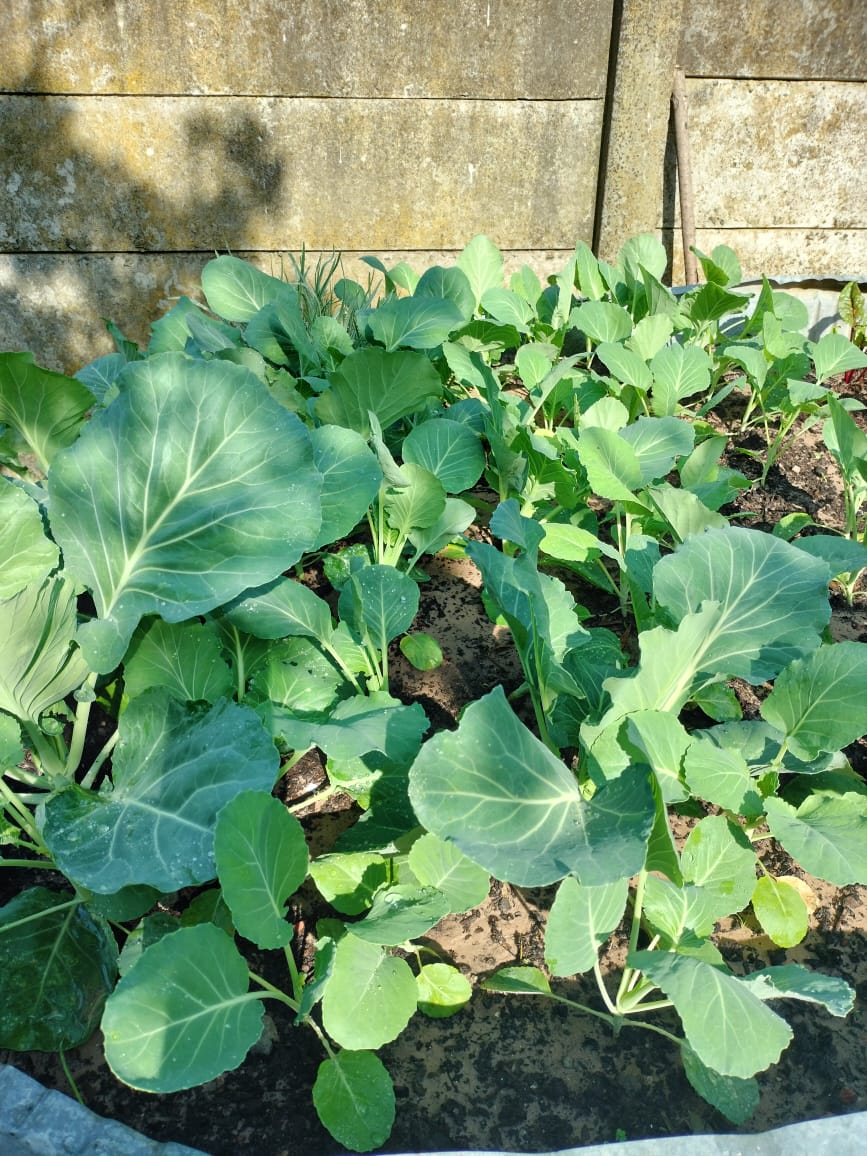 leafy_greens