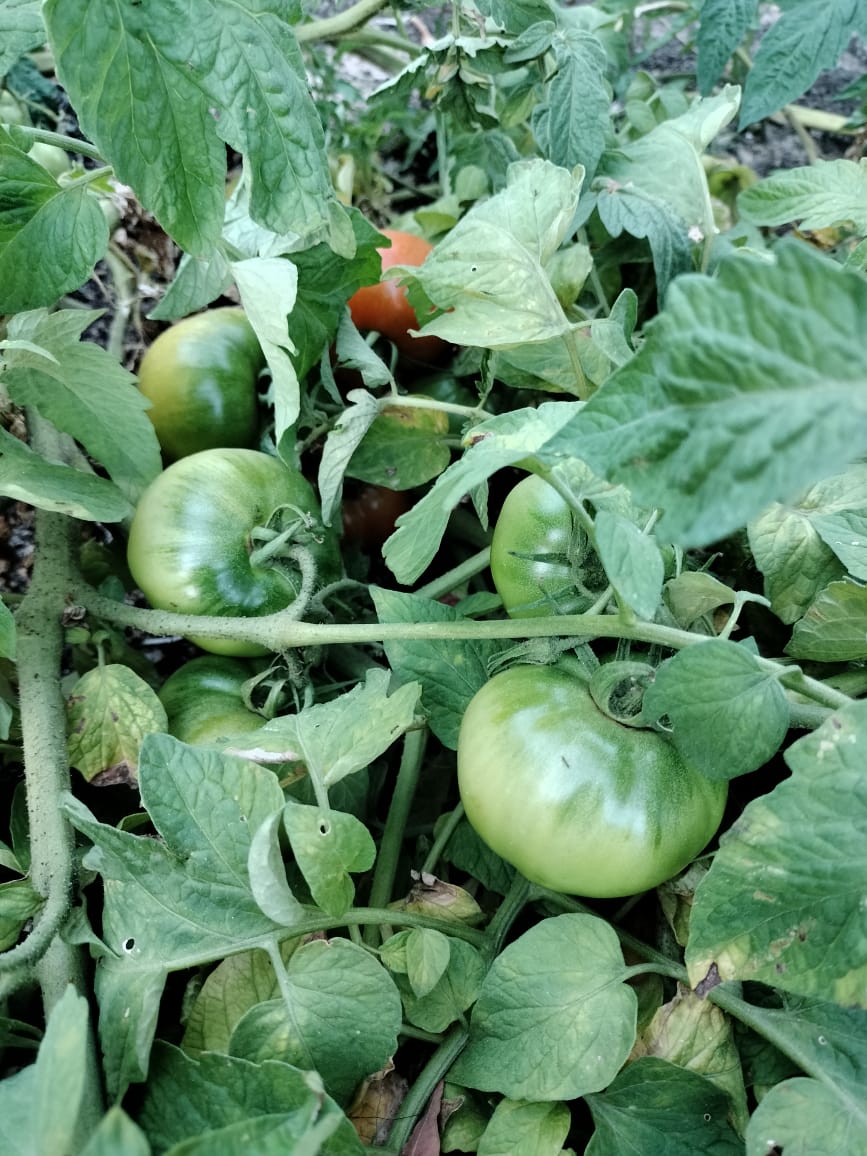 tomatoes2