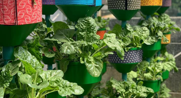 vegetable_hanging_cropped