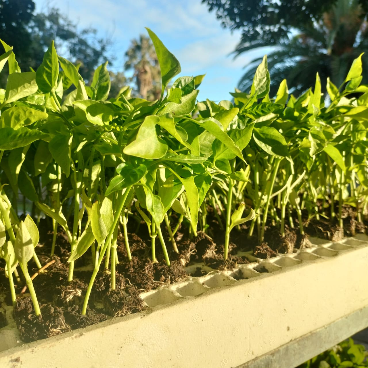 Green peppers