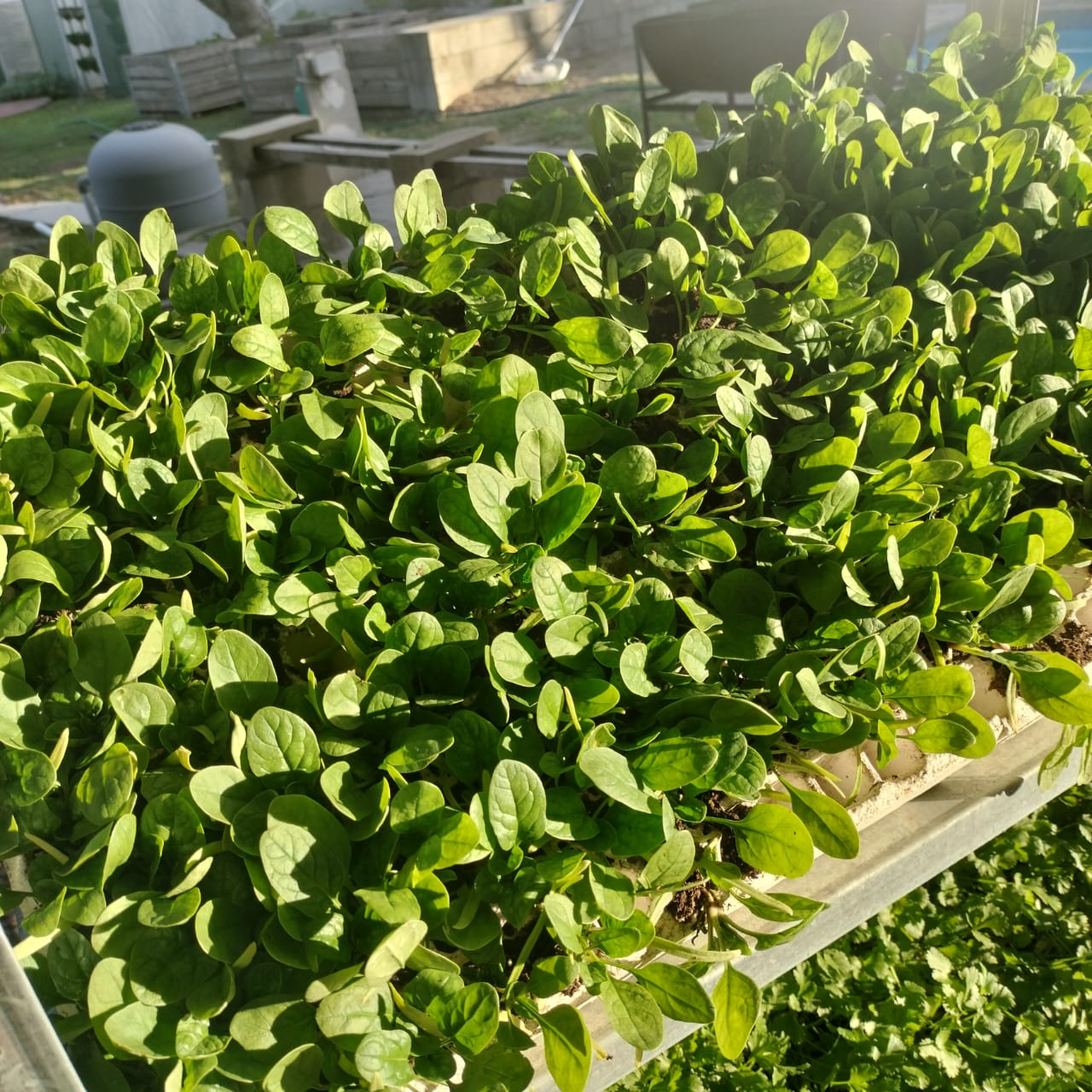 Baby spinach