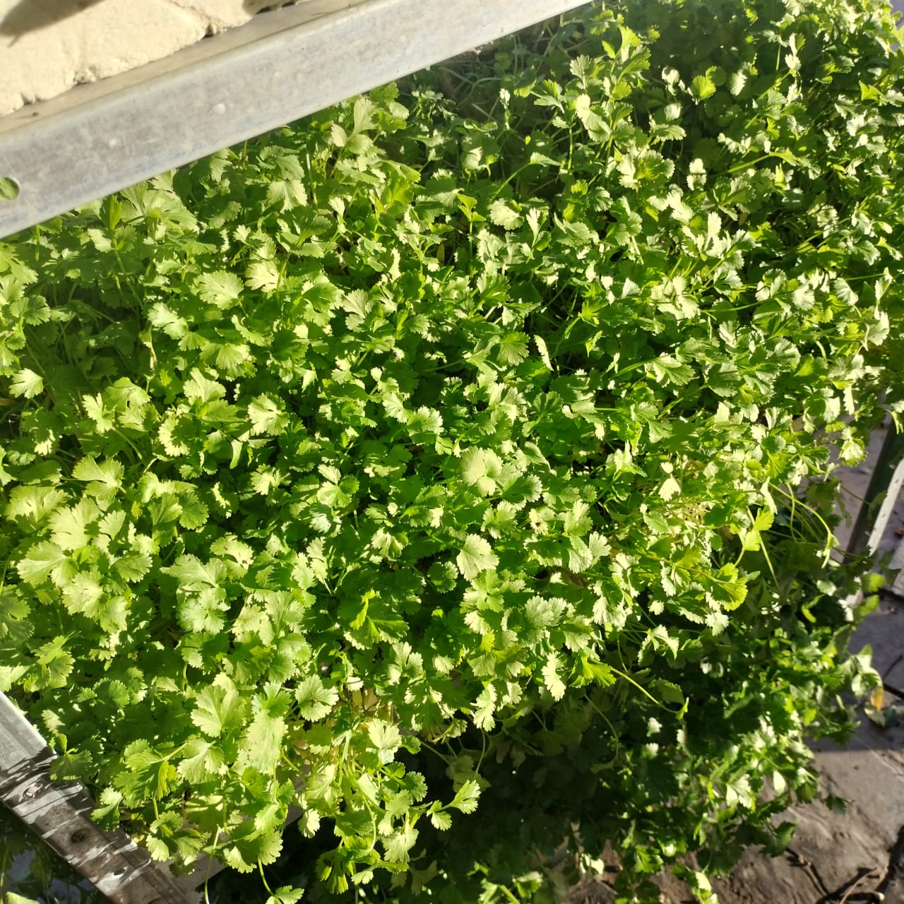 Coriander