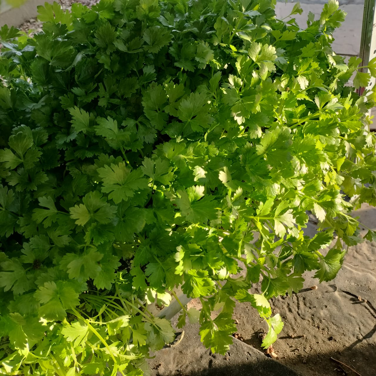 Baby spinach